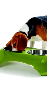 Alimentation croquettes et pâtés pour chien