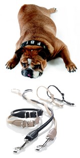 laisse collier harnais pour chiens