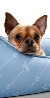 couchage coussin lit matelas corbeille pour chiens