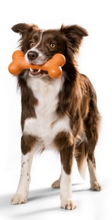 jouets balle kong robuste corde ballon pour chiens