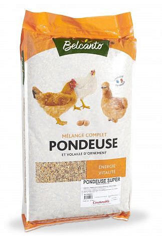 poule super pondeuse belcanto